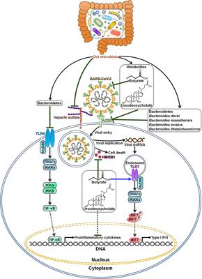 The relationship between gut microbiota and COVID-19 progression: new insights into immunopathogenesis and treatment